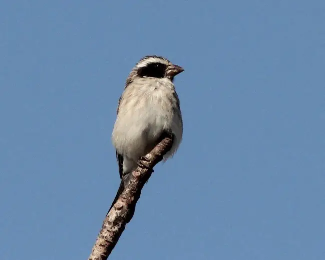 Black-eared seedeater