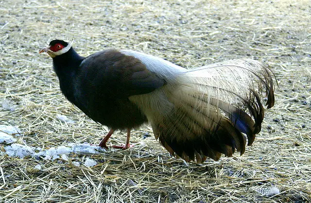 Brown eared pheasant