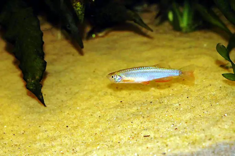 Blue-redstripe danio