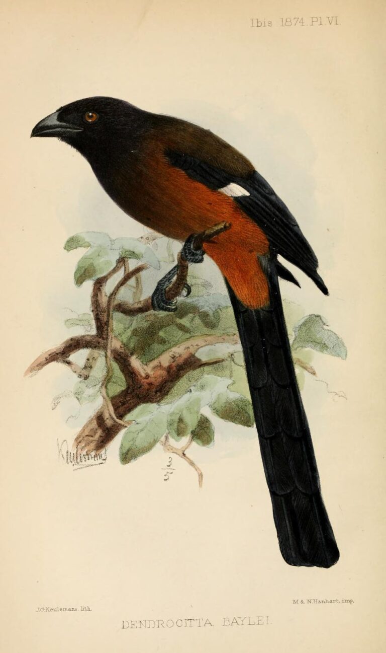 Andaman Treepie