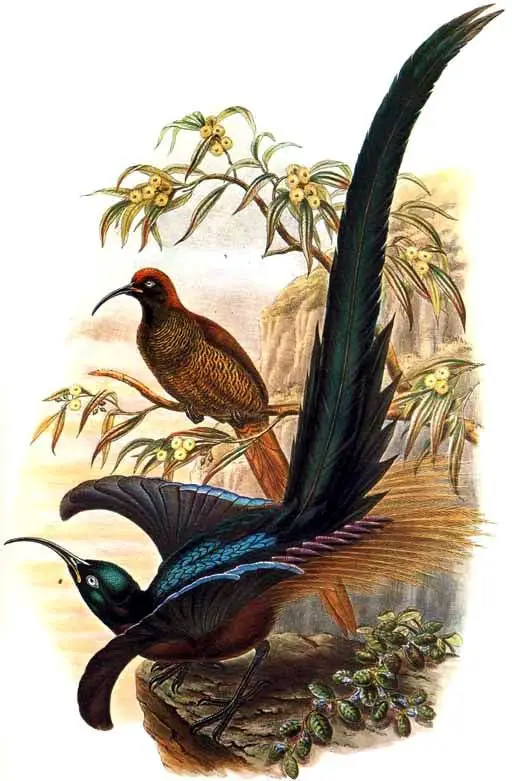 Brown sicklebill