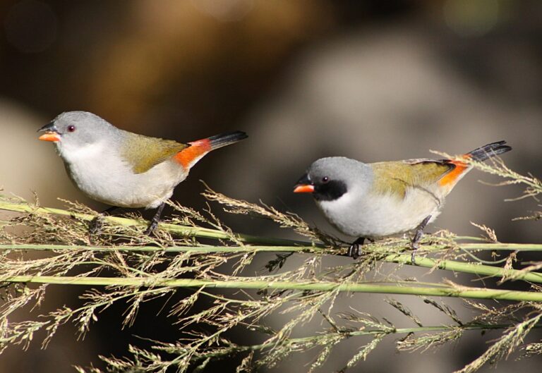 Angolan Waxbill