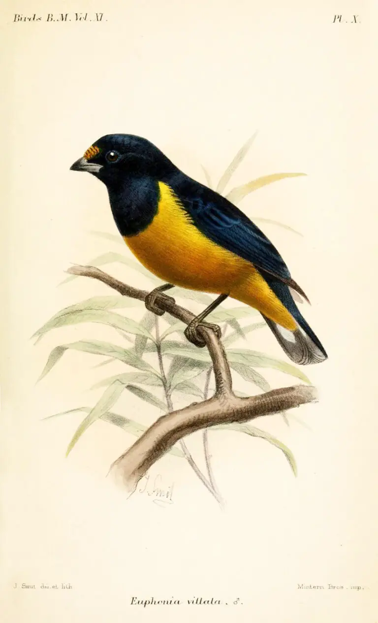 Black-throated euphonia