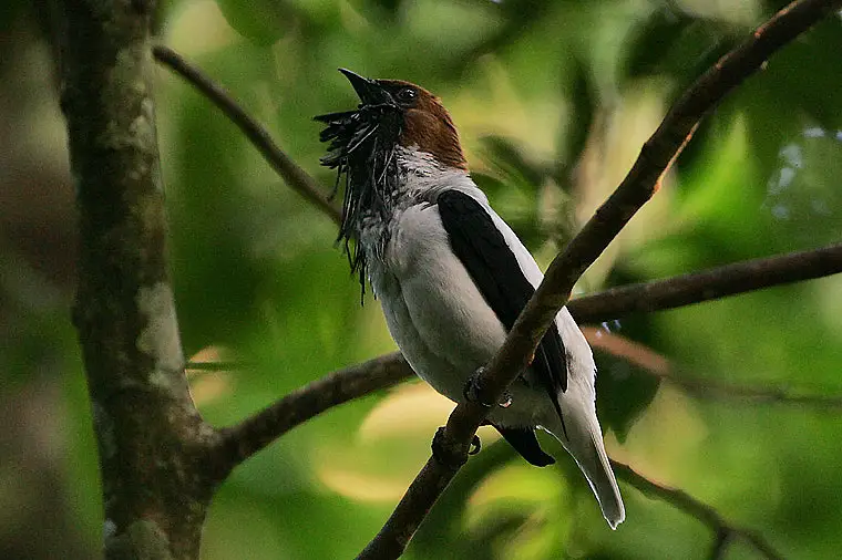 Bearded bellbird