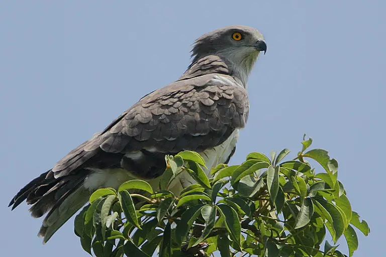 Beaudouin's snake eagle