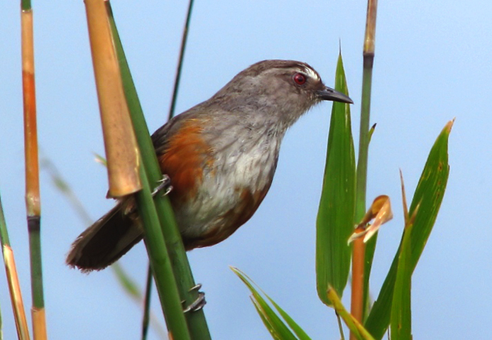 Ashambu Laughingthrush