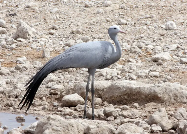 Blue crane