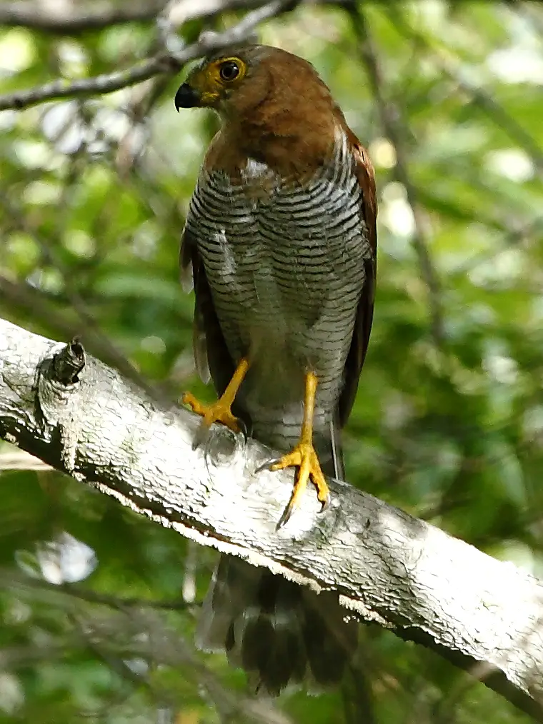 Barred forest falcon