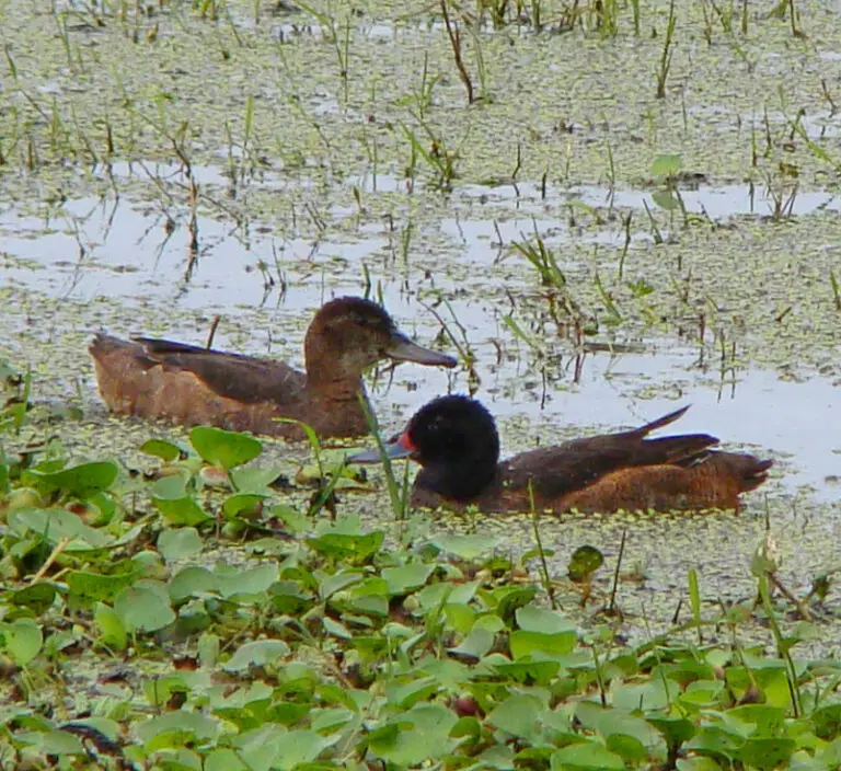 Black-headed duck