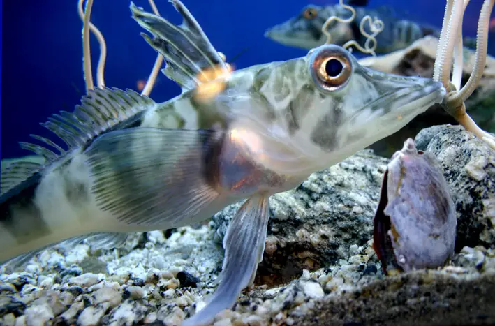 Crocodile icefish