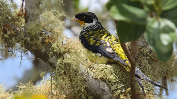 Apolo Cotinga