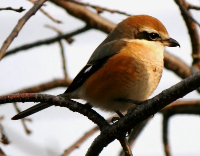 Bull-headed shrike