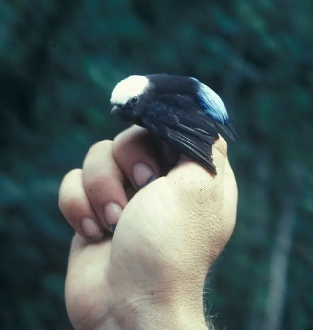 Blue-rumped manakin