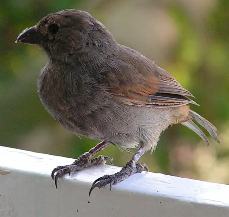 Barbados bullfinch