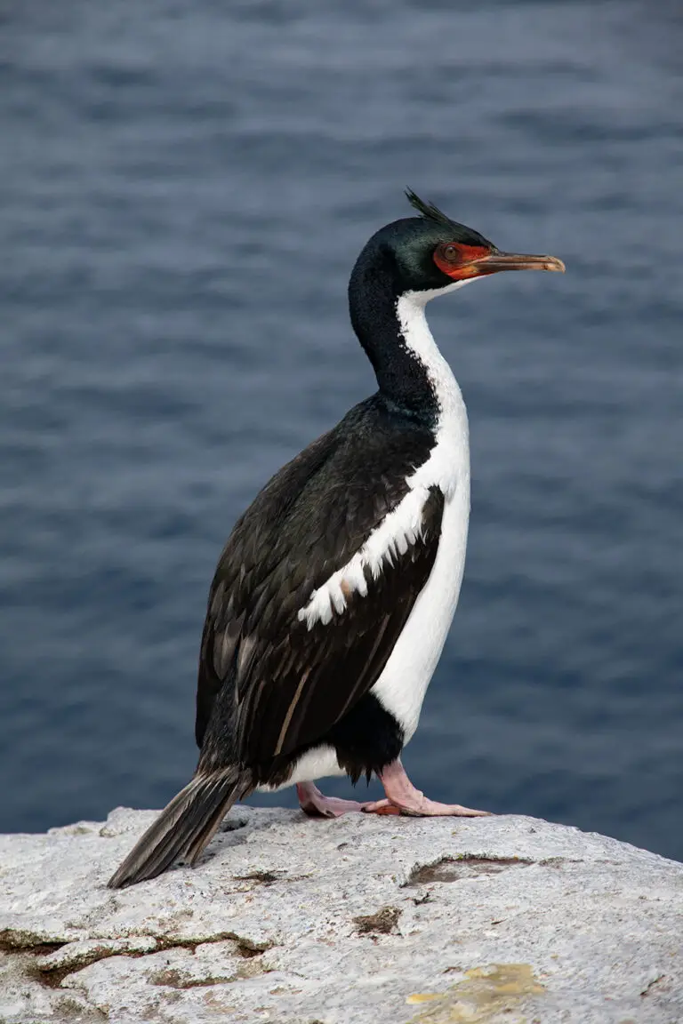 Bounty shag