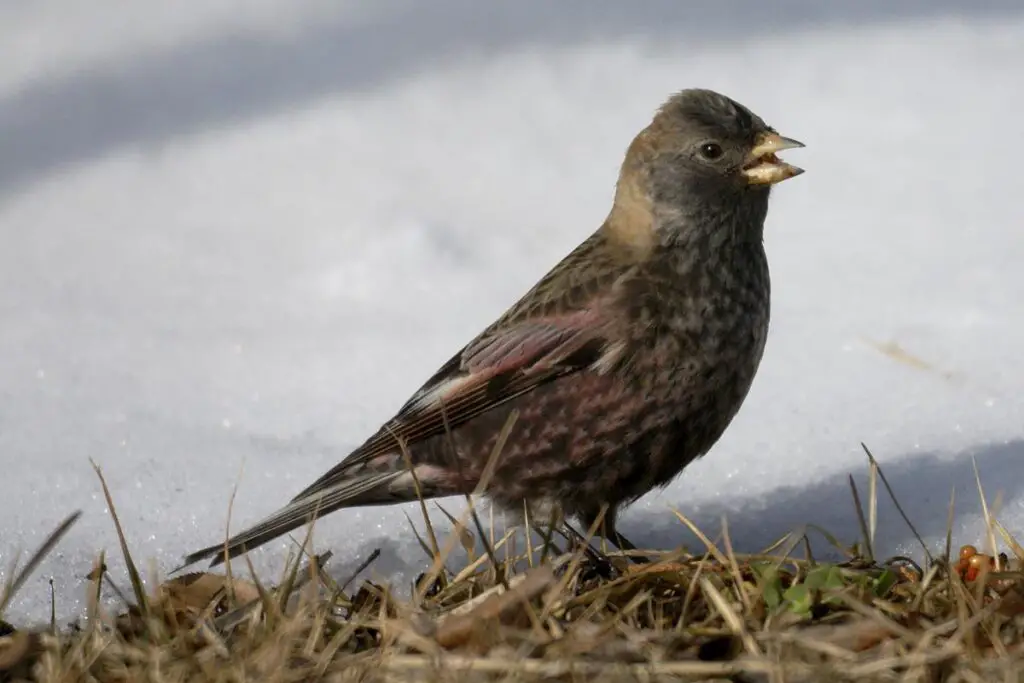 Asian Rosy Finch