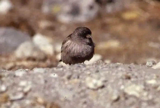 Brandt's mountain finch