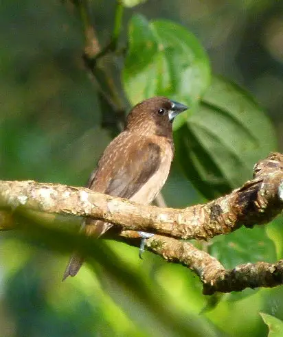 Black-throated munia