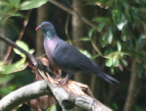 Bolle's pigeon