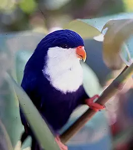 Blue lorikeet