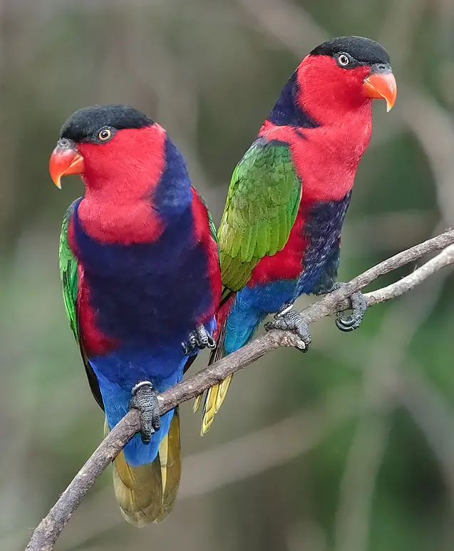 Black-capped lory