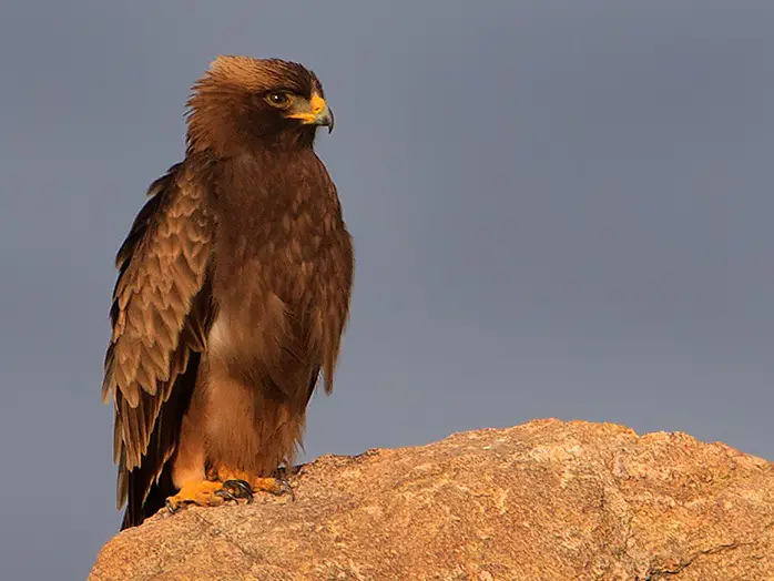 Booted eagle