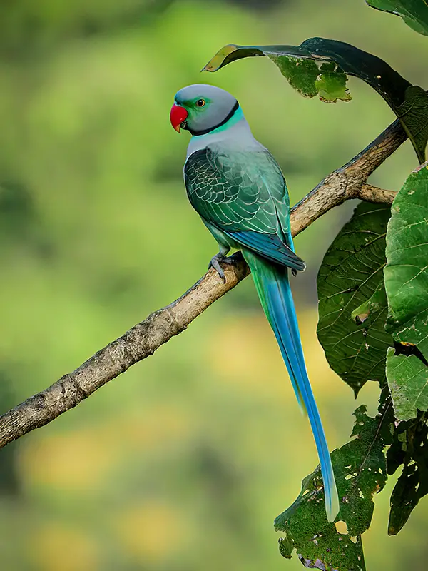 Blue-winged parakeet