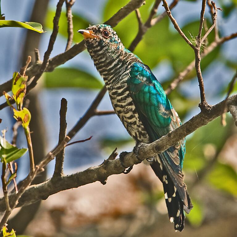 Asian Emerald Cuckoo