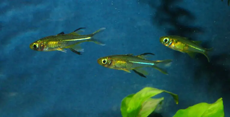 Celebes rainbowfish