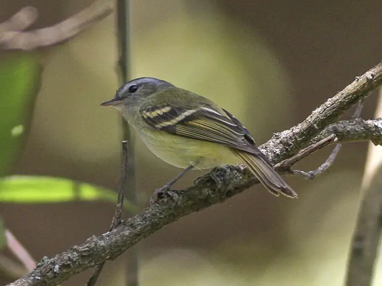 Buff-banded tyrannulet