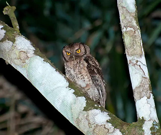 Black-capped screech owl