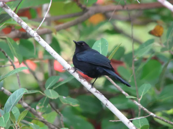 Black catbird