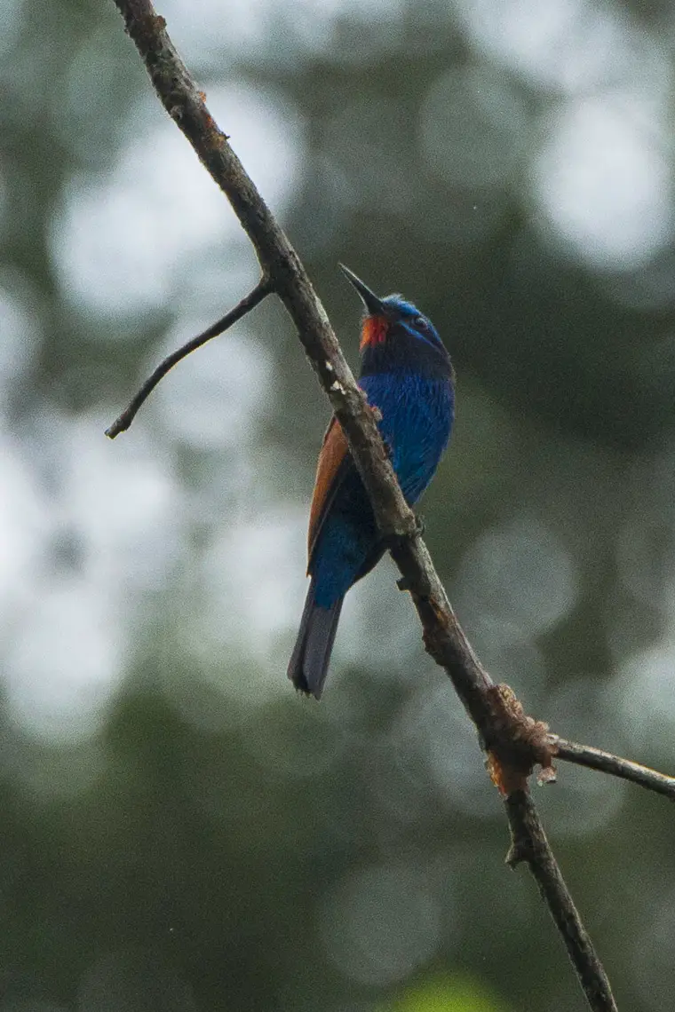 Blue-moustached bee-eater