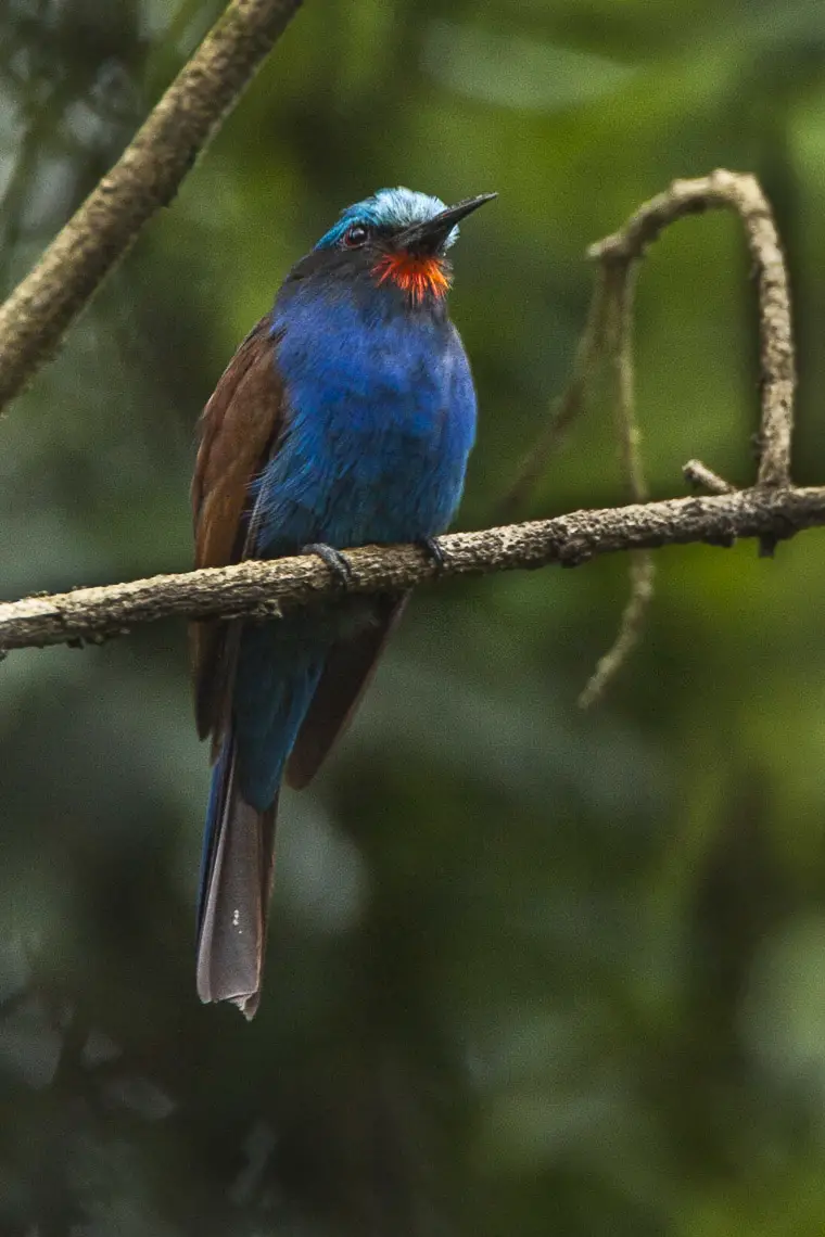 Blue-headed bee-eater