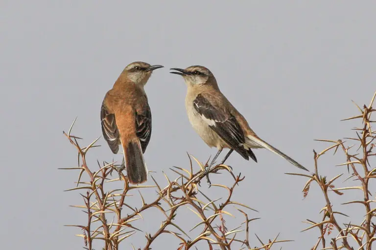 Brown-backed mockingbird