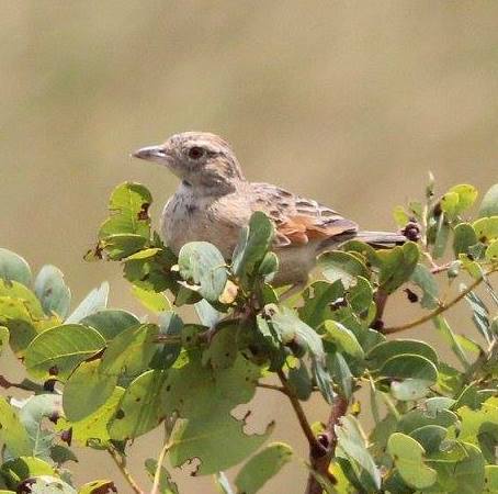 Angolan Lark