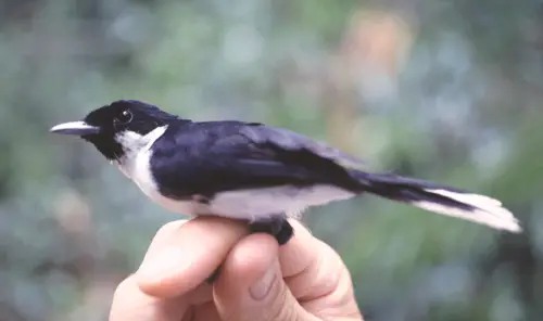 Black-chinned monarch