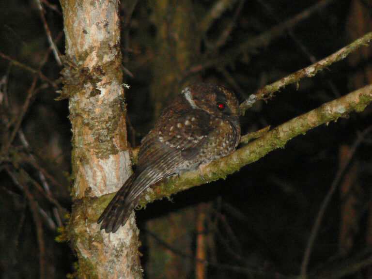 Archbold's owlet-nightjar