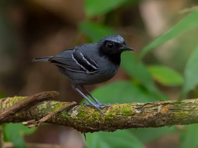 Black-faced antbird