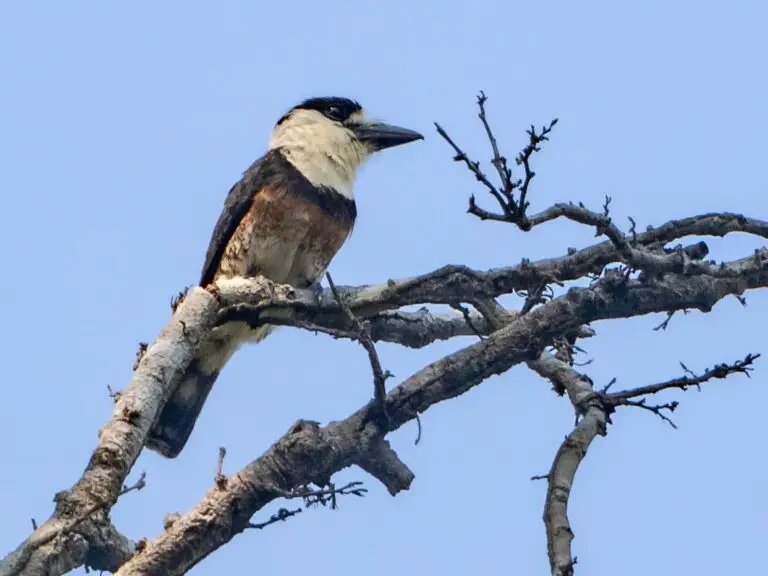 Brown-banded puffbird