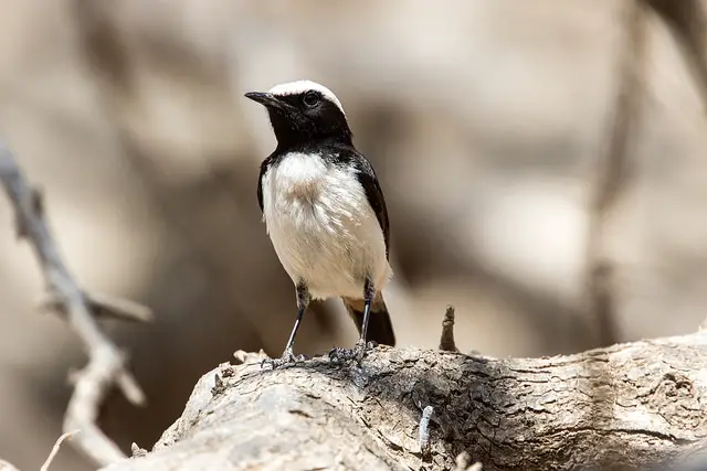 Arabian Wheatear