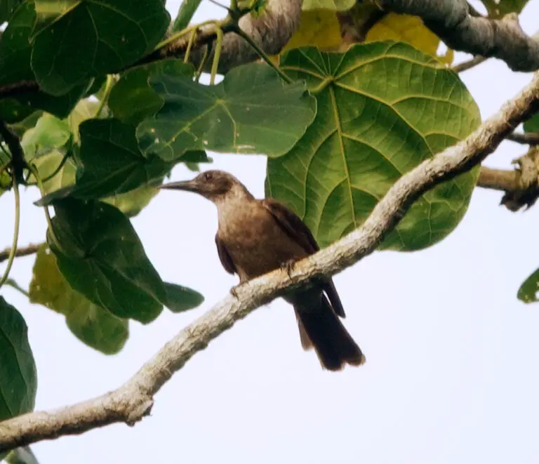 Black-eared oriole