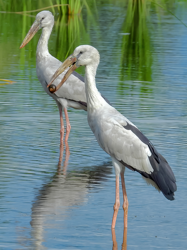 Asian Openbill