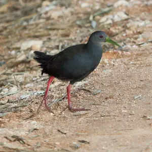 Blackish rail