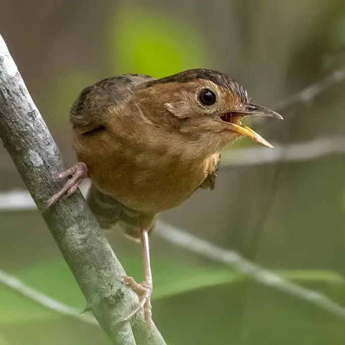 Brown-capped babbler