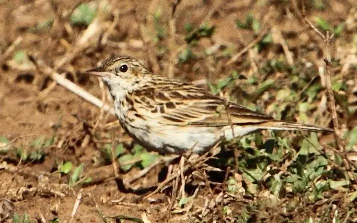 Bushveld pipit