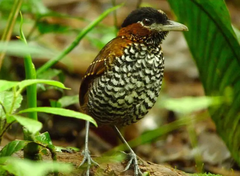 Black-crowned antpitta