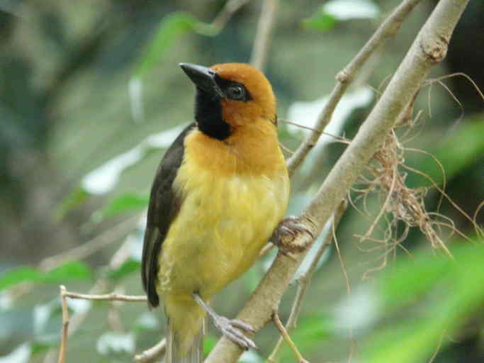 Black-necked weaver