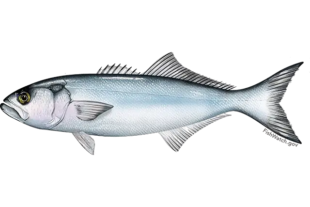 Bluefish