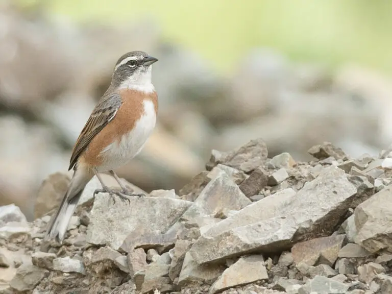 Bolivian warbling finch